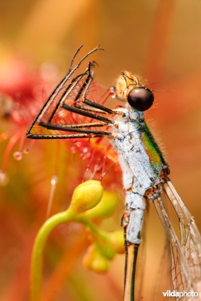 Gewone pantserjuffer