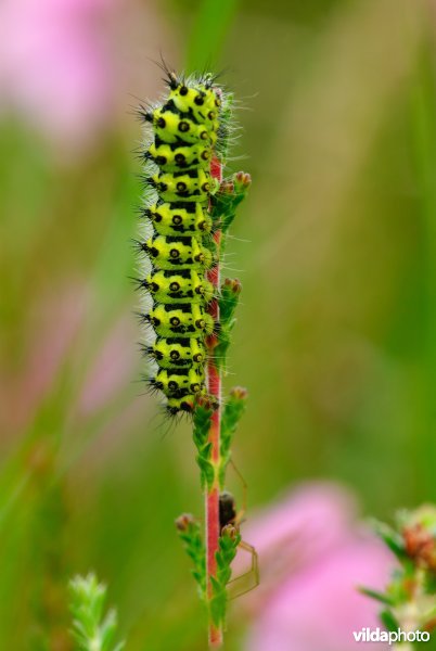 Rups van nachtpauwoog op dophei