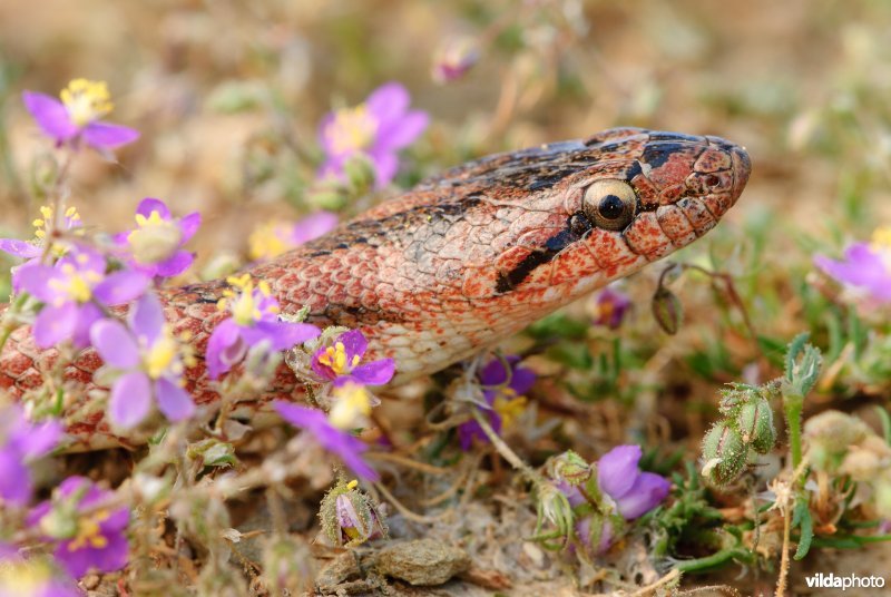 Girondische gladde slang tussen spurrie
