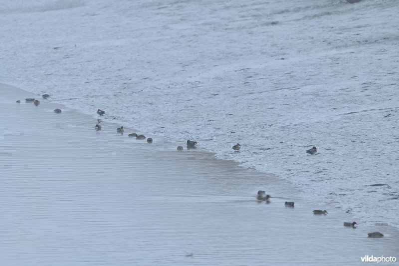 Overwinterende Wintertalingen op de schorren van de Durme