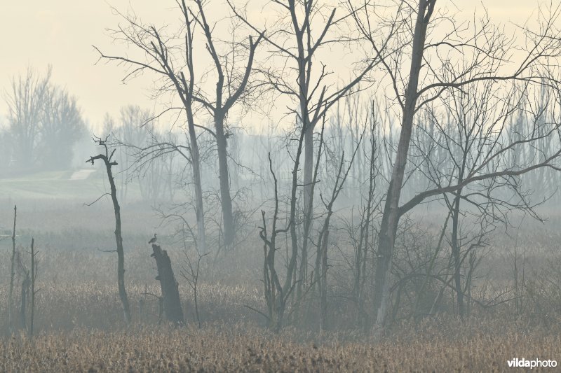 Polders van Kruibeke