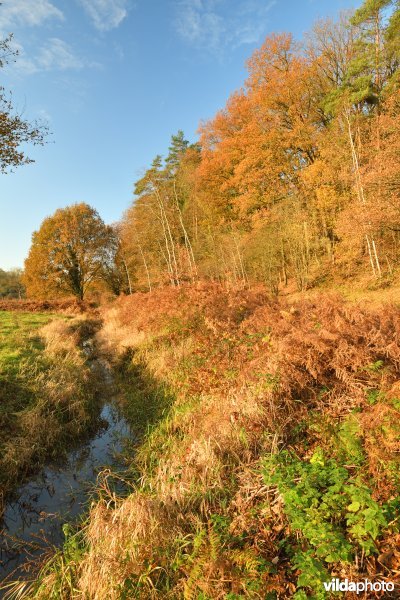 Leigracht in de Demerbroeken