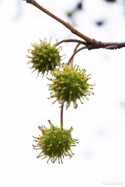 Liquidambar