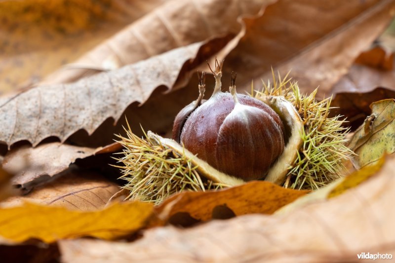 Bolster met kastanjes