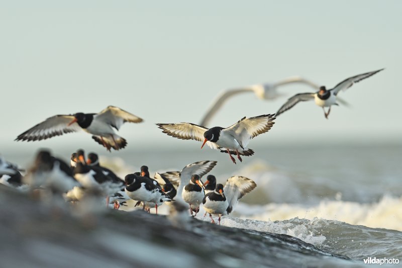 Scholeksters op strandhoofd