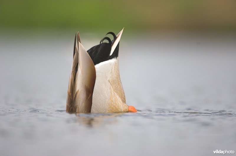 Duikend mannetje Wilde Eend