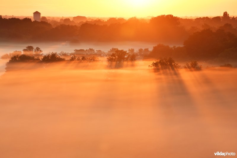 Kalmthoutse heide