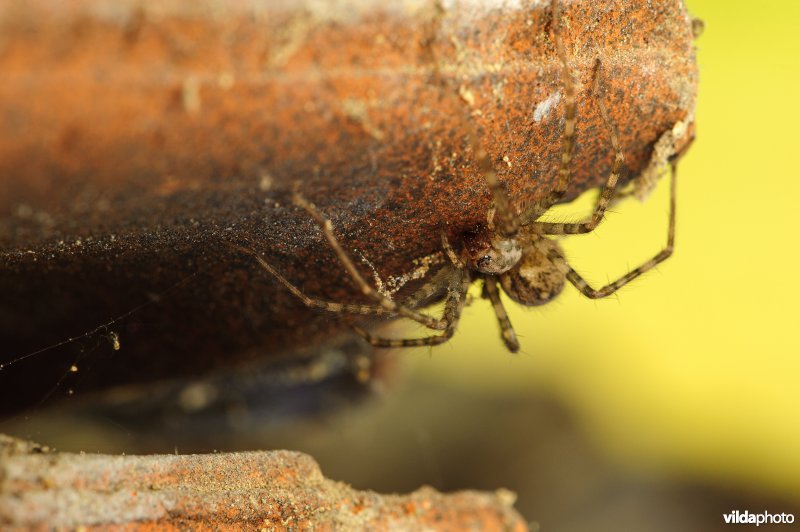 Bonte Trechterspin (Tegenaria ferruginea)