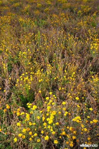 Vegetatie in een ruderaal veld langs de Oosterschelde