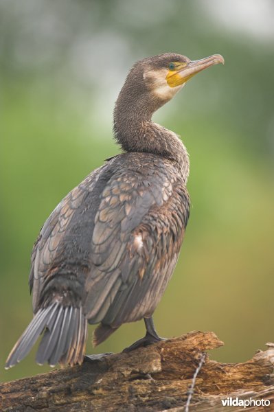 Aalscholver op de uitkijk