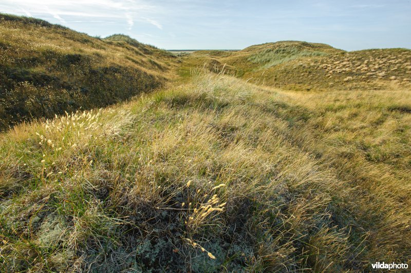 Graslandvegetatie in oude duinen
