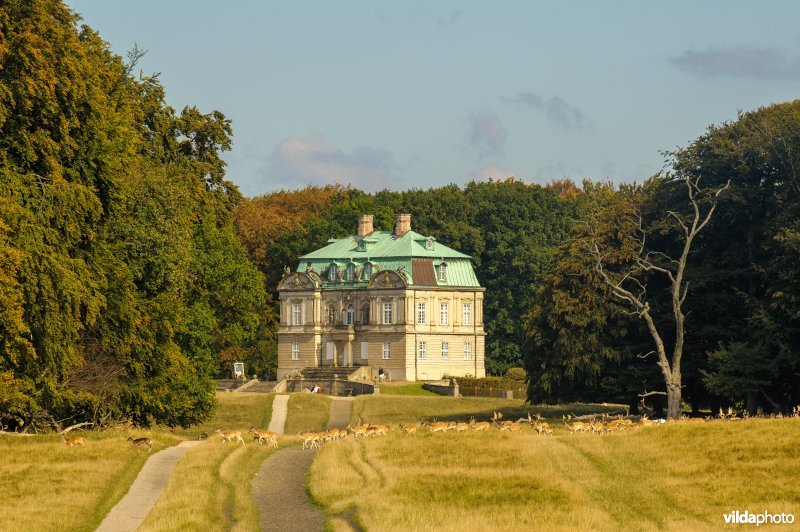 Een grote kudde damherten in Klampenborg, Denemarken