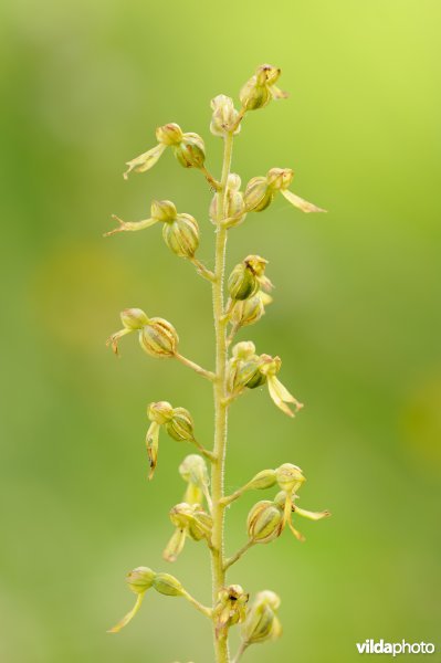 Grote keverorchis