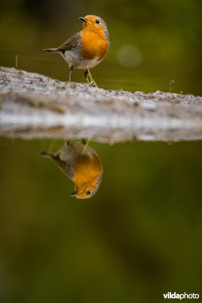 Roodborst