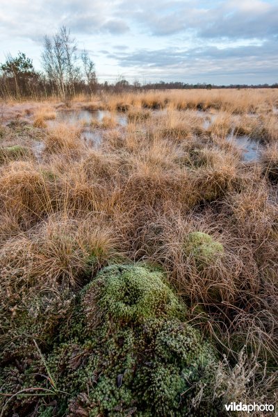 Kussen van veenmos in het Haaksbergerveen