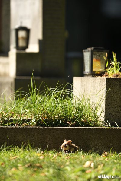 Hamster op kerkhof in Wenen