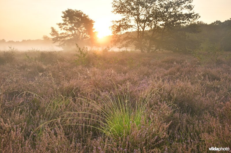 Kesselse heide