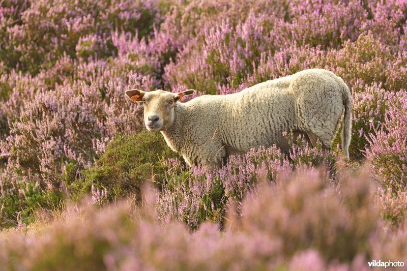 Kempens heideschaap in de struikheide