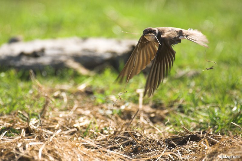 Oeverzwaluw verzamelt nestmateriaal
