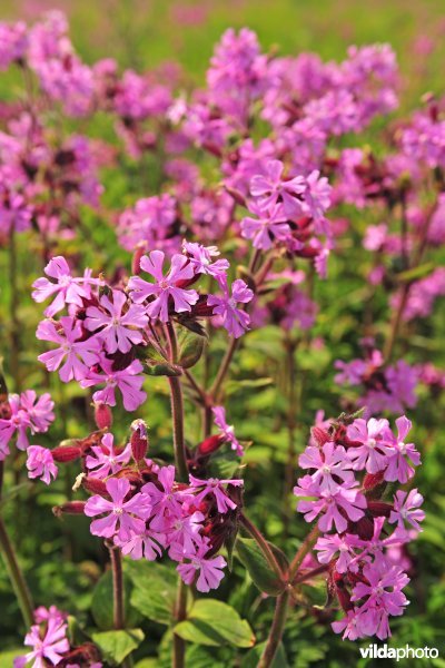 Dagkoekoeksbloem