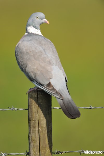 Houtduif