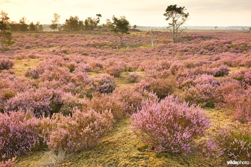 Kalmthoutse heide