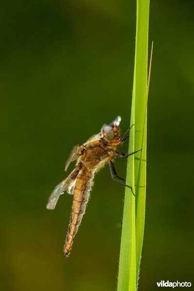 Bruine korenbout (Libellula fulva)