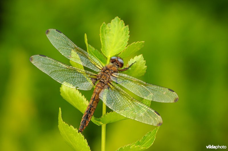 Bruine korenbout (Libellula fulva)