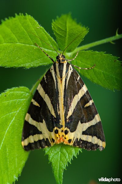 Spaanse vlag (Euplagia quadripunctaria)