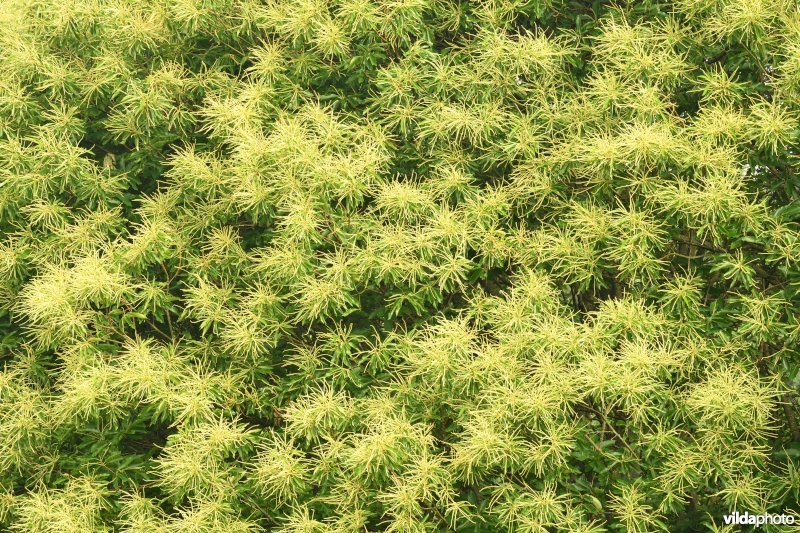 Bloeiende Tamme kastanje