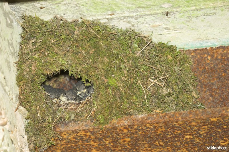 Nest van Waterspreeuw