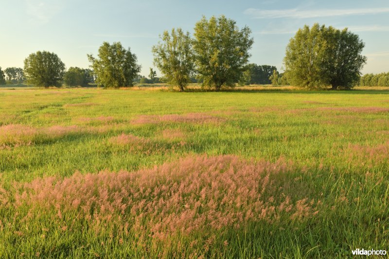 Hooilanden in de Kalkense meersen