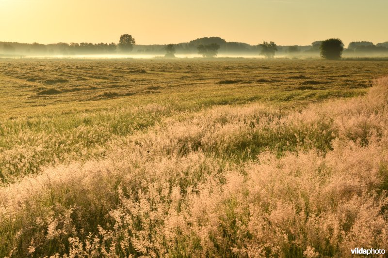 Kalkense meersen