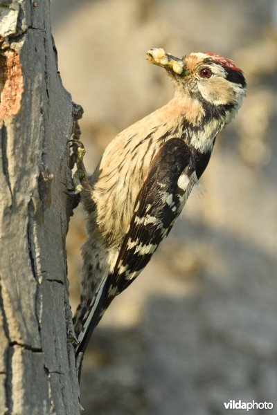 Mannetje Kleine bonte specht