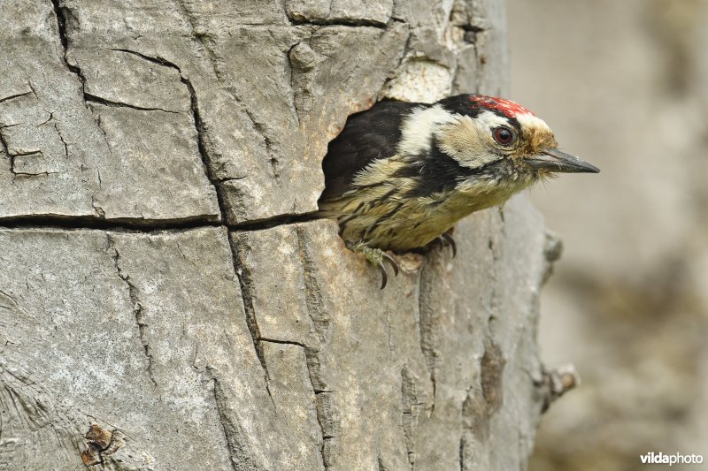 Mannetje Kleine bonte specht