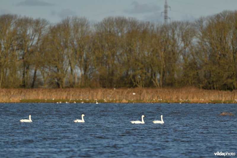 Kleine zwanen in Noordschote