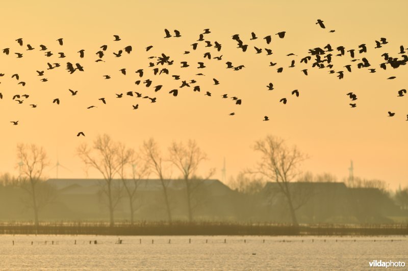 Kieviten in het Westbroek