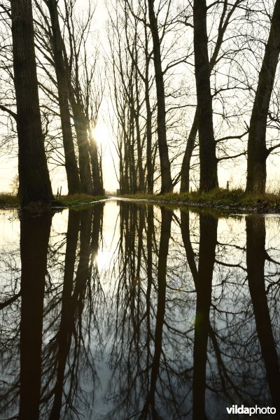 Overstroomde Rillebroeken