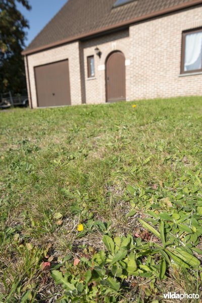 Natuurvriendelijke tuin
