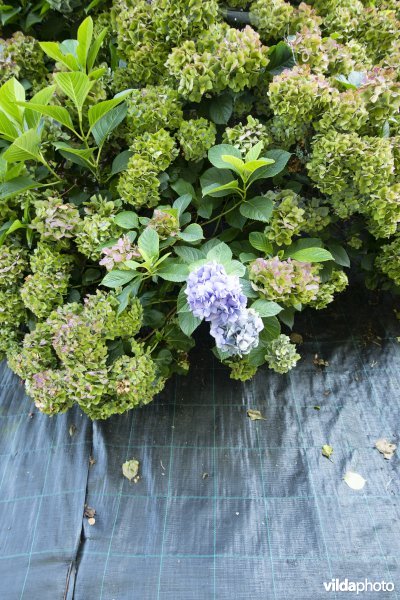 Hortensia met worteldoek als 'mooie' voortuin