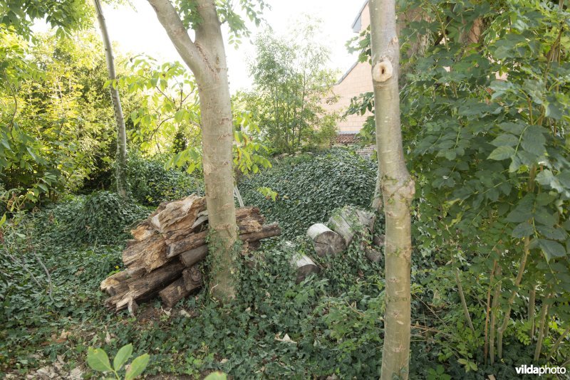 Wilde tuin met houtstapel en bodembedekker