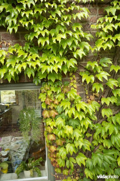 Wilde wingerd op een gevel