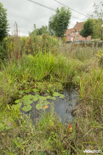 Wilde tuin met vijvertje en knotessen