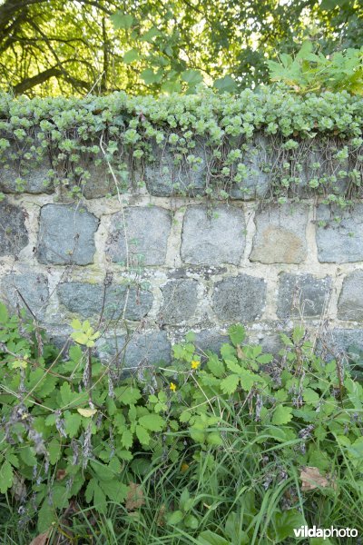 Vetkruid op een muurtje