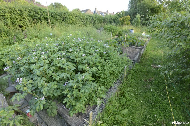 Moestuin in natuurlijke tuin