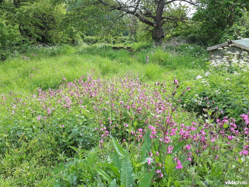 Bloemrijke ruigte in de tuin met dagkoekoeksbloem