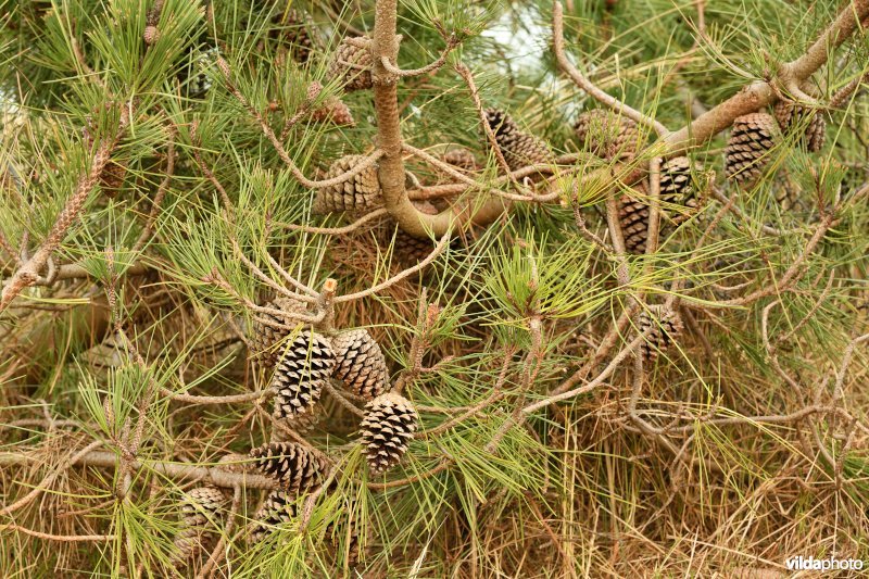 Zeeden in de Duinbossen