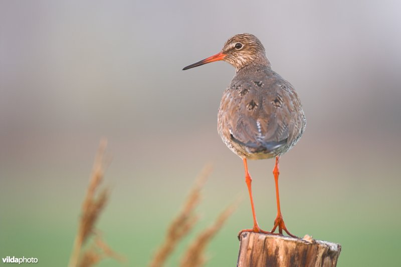 Tureluur op weidepaal