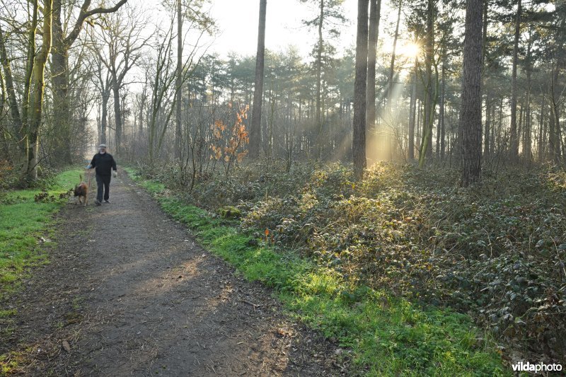 Wandelaar in het Koekelarebos