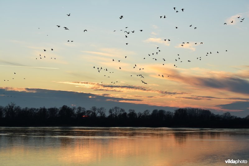 Kolganzen aan de Blankaart
